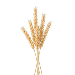 Fototapeta premium Dried wheat stalks arrangement, golden wheat ears bundled together, symbolizes harvest, rustic decor, natural beauty. Isolated on white background or PNG