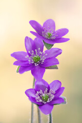 Fioletowe kwiaty Przylaszczek na jasnym tle, tapeta, dekoracja . © mycatherina