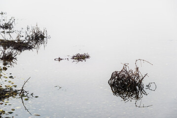 foggy landscape alon the Ticino river during a winter morning, Pavia