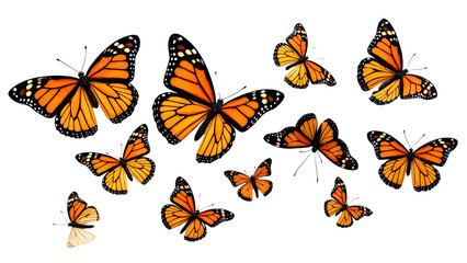 A Stunning Collection of Monarch Butterflies Isolated on Transparent Background for Nature and Wildlife Projects