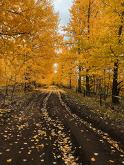A winding dirt road meanders through the woods, covered in a vibrant blanket of yellow leaves scattered all over the ground, creating a beautiful autumn tapestry of colors and textures