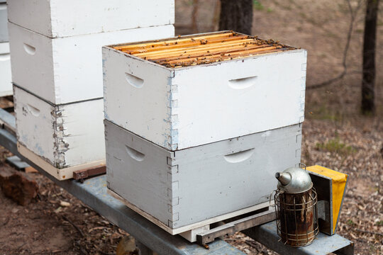 Bee smoker sitting beside bee hive - Powered by Adobe