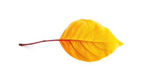 Naklejka premium Single wilted leaf isolated on pure white backdrop, design, photography