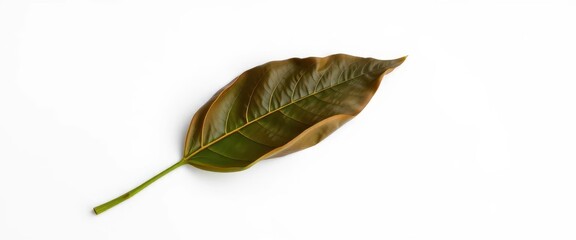 Single wilting leaf isolated on pure white backdrop, brown, closeup