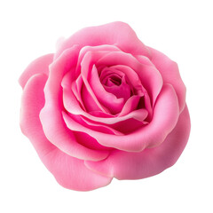 Isolated botanical beauty single pink rose closeup, single pink  rose isolated, single pink rose white background. realistic flower close-up single pink  rose in white background