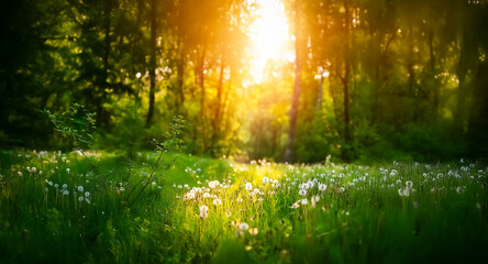 Obraz premium Golden sunlight streams through a lush green forest, illuminating a field of white dandelions. The scene evokes a peaceful, natural atmosphere in a bright, outdoor setting.