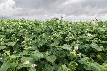 Close up of flowers of buckwheat. Blooming buckwheat field