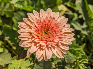 A beautiful pink gerbera daisy in full bloom, with delicate layered petals radiating from a vibrant red-orange center, surrounded by lush green leaves under warm sunlight.
