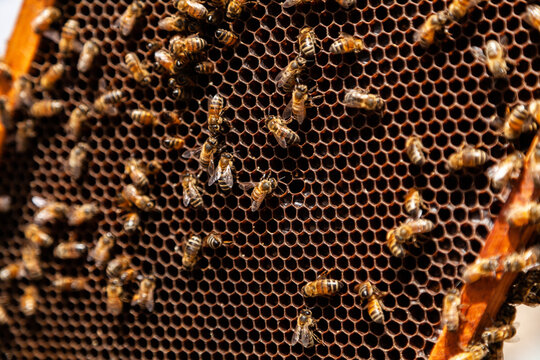 Honey bees on old honeycomb