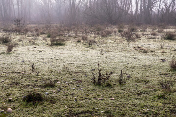 foggy landscape alon the Ticino river during a winter morning, Pavia