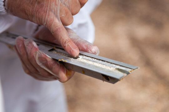 Hive beetle trap for controlling pests for good hive management