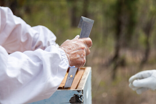 Beekeeper using tool to lift frames from bee super box