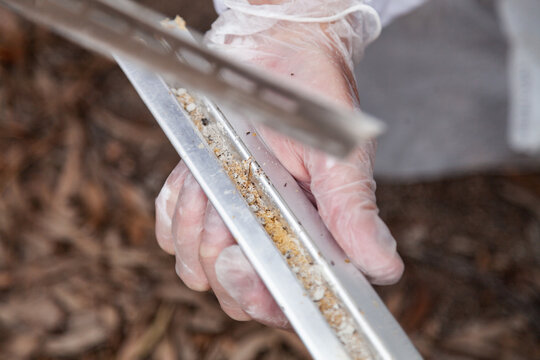 Hive beetle trap for controlling pests for good hive management