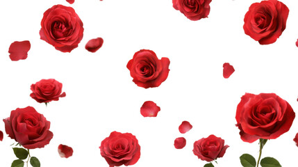 beauty of red roses a stunning collection isolated on white background