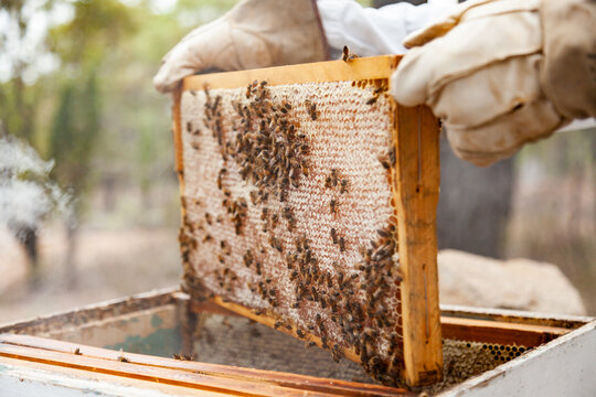 Beekeeper lifting capped honeycomb from beehive