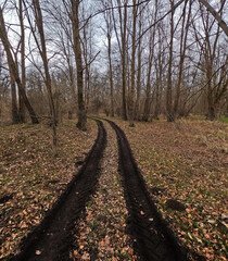 Dirt road for quad bike in autumn forest. Poland.