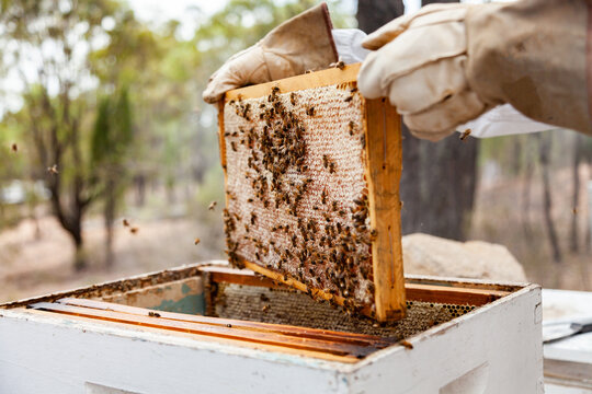 Beekeeper lifting capped honeycomb from beehive