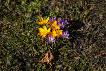 Crocuses. Spring multi-colored purple and yellow crocus flowers on the lawn.