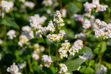 Buckwheat macro with white flowers. Fagopyrum esculentum