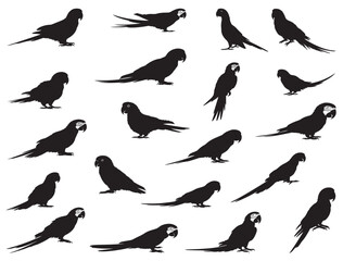 PARROTS SILHOUETTE WHITE BACKGROUND