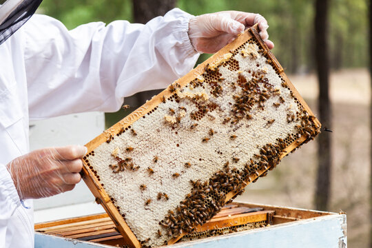 Beekeeper lifting capped honeycomb from beehive