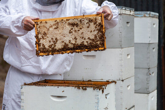 Apiarist harvesting frames of honey from beehive Super