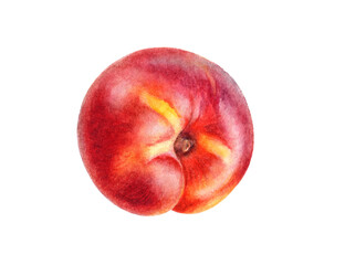 Hand-Painted Watercolor Nectarine Botanical Illustration Isolated on White