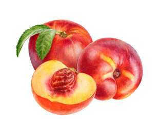 Hand-Painted Watercolor Nectarines Peach Slice Botanical Illustration Isolated on White