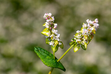 Buckwheat macro with white flowers. Fagopyrum esculentum