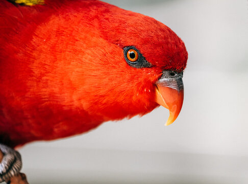 Red parrot up close.