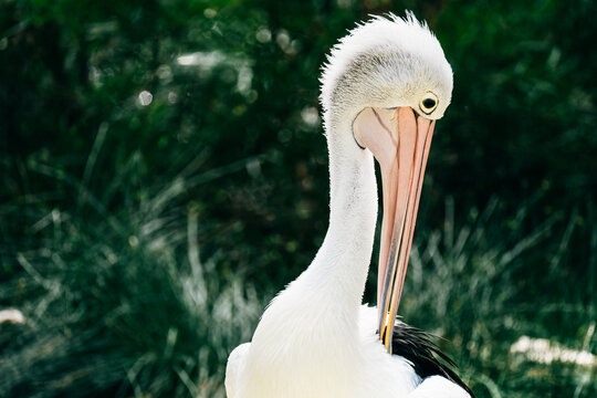 Pelican preening its wing feathers.