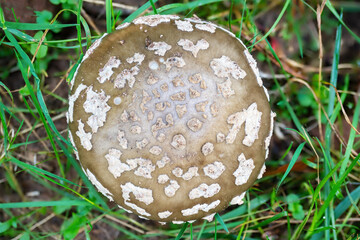 Detail shot of an older blusher mushroom,