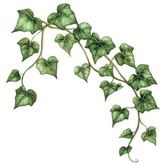 Trailing ivy vine with lush green leaves on transparent background