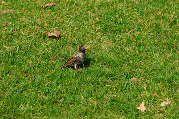 Flea of starling in Citylife park, Milan, Italy