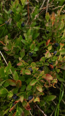 Wild blueberries growing in high tatras mountains, slovakia