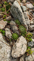 Succulents growing among rocks in high tatras mountains, slovakia