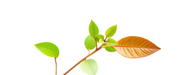 Obraz premium Single vibrant green plant, isolated on pure white, background, photography