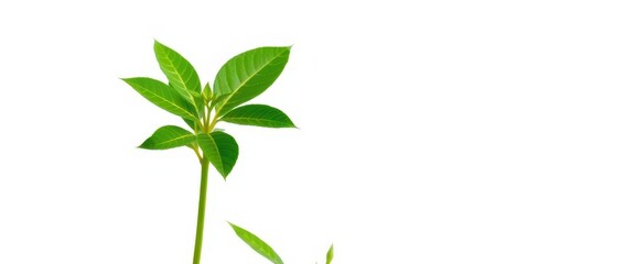 Single vibrant green plant isolated on pure white background, vegetation, growth