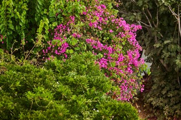 Obraz premium A bush with purple flowers is next to a bush with green leaves. The purple flowers are blooming and the green leaves are lush and healthy.