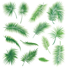 A collection of green leaves with varying shapes and sizes