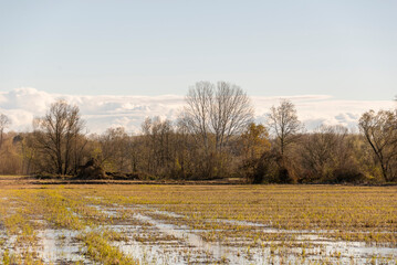 autumnal landscape inside the Santa Sofia ring on the Ticino river, Pavia, Italy