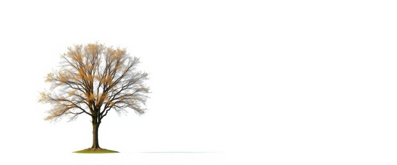 Obraz premium A lone deciduous tree stands against a pure white backdrop, branches reaching skyward, pure, fall