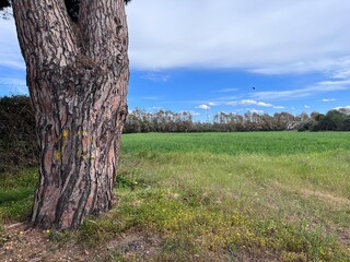 pine tree in the field with blue sky and clouds Alghero, Italy