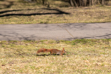 Cute Squirrel in Letna park in Prague, Czechia