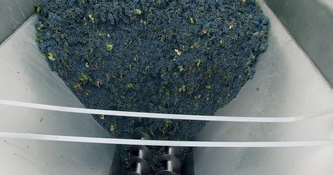 Grape harvest. Making Wine At Winery Grape sheller at the work with red grapes. Stemmer crusher crushing grapes at a winery. Wine making process. Red grapes in the grape crusher machine.