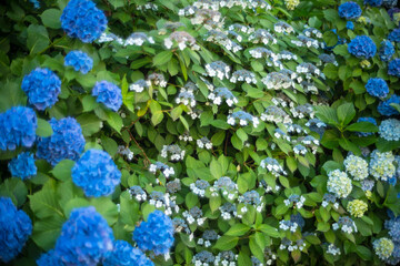 生い茂った青いアジサイの花々