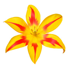 Yellow terry tulip flower isolated on white background. Beautiful composition for advertising and packaging design in the garden business. Flat lay, top view