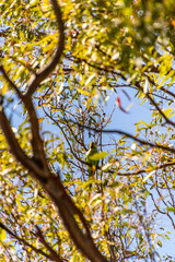 Psittacula krameri pertenece a la familia de Psittaculidae.