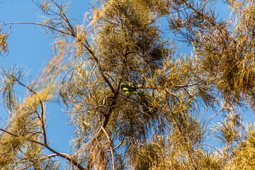 Psittacula krameri pertenece a la familia de Psittaculidae.