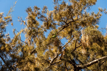 Psittacula krameri pertenece a la familia de Psittaculidae.